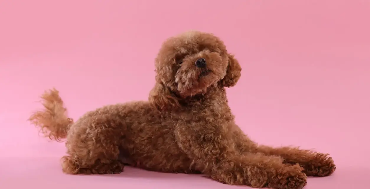 Caniche marrón con pelo rizado, un ejemplo de los tipos de caniches tamaños, posando sobre fondo rosa.