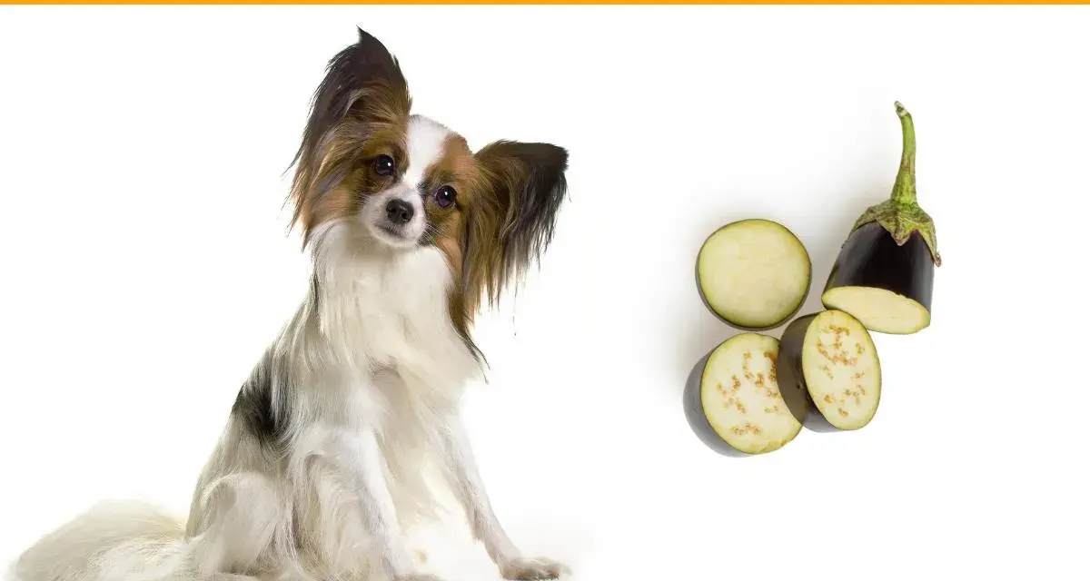 Un perro adorable mira atentamente mientras se presentan rodajas de berenjena, sugiriendo que los perros pueden comer berenjena.