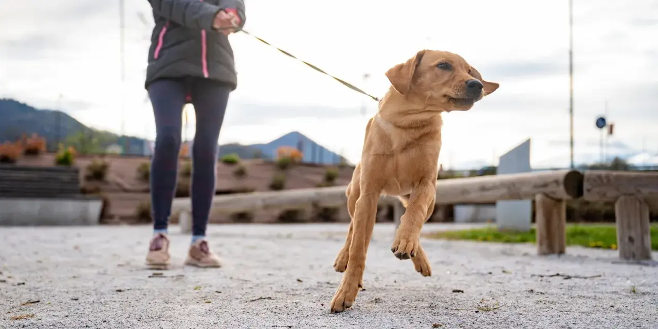 Un perro tira de la correa con entusiasmo, saltando en el aire mientras su dueño lo sujeta.