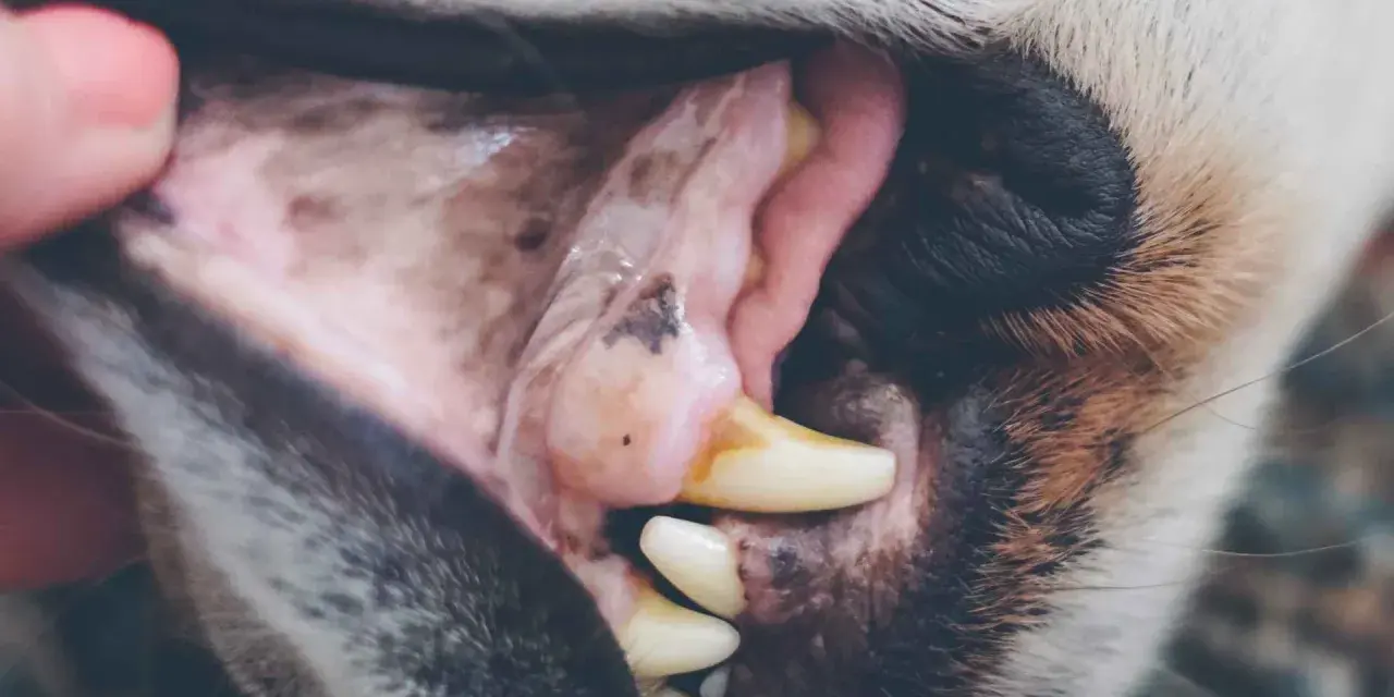 Boca de perro con encías blancas y rosadas, mostrando dientes amarillentos y una pequeña mancha oscura.