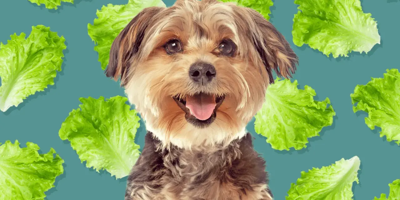 Un perro feliz rodeado de hojas de lechuga, demostrando que los perros pueden comer lechuga.