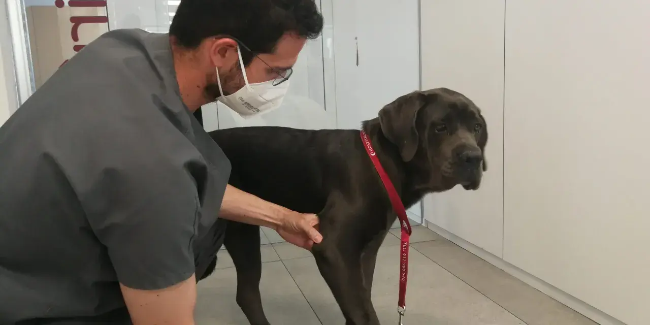 Veterinario examina a un perro grande que cojea de una pata delantera. El perro tiene un collar rojo.