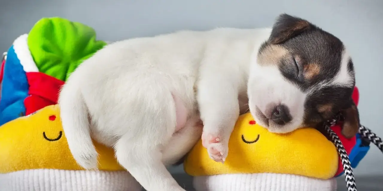Un tierno cachorro duerme plácidamente sobre unos zapatitos amarillos con caritas sonrientes. Parece que mi perro no quiere comer y solo quiere dormir.