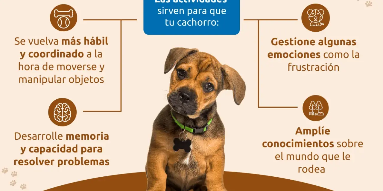 Cachorro adorable aprende con actividades: mejora coordinación, memoria, manejo de emociones y conocimiento del entorno.