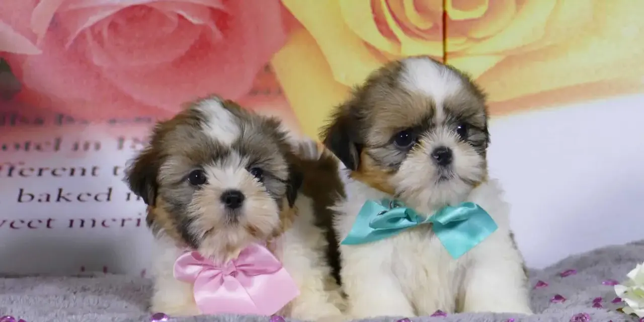 Dos adorables cachorros de perro shih tzu, uno con un lazo rosa y otro con uno turquesa, posan sobre un fondo floral.