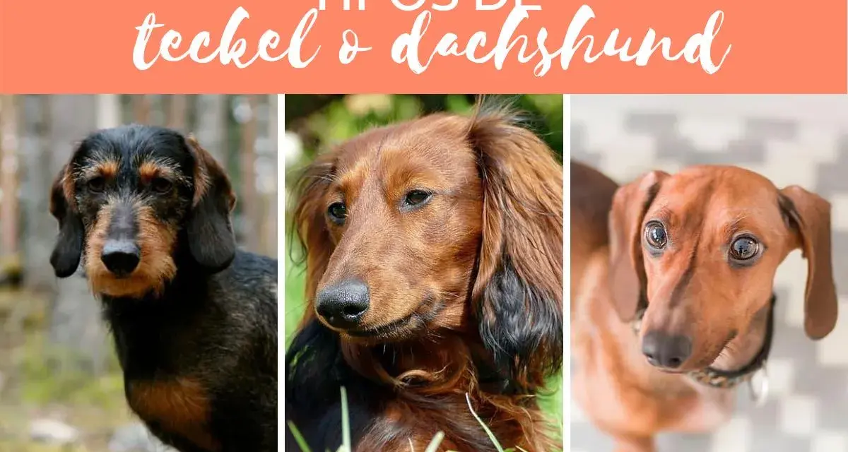 Tres tipos de teckel: pelo duro, pelo largo y pelo corto, cada uno con su encanto único.