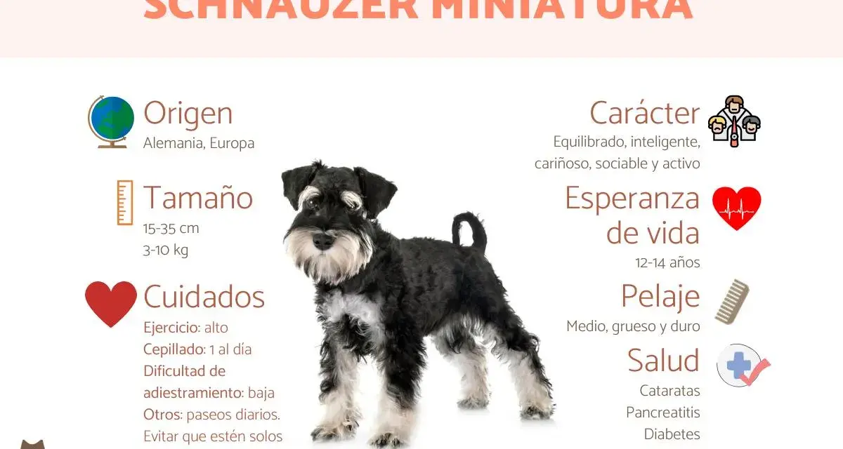 Schnauzer miniatura: carácter equilibrado, inteligente y cariñoso. Un perro activo y sociable.