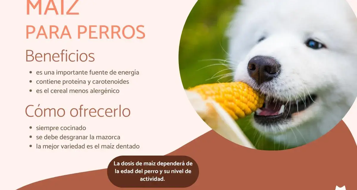Un perro blanco disfruta de una mazorca de maíz, destacando los beneficios y cómo ofrecer maíz a los perros.