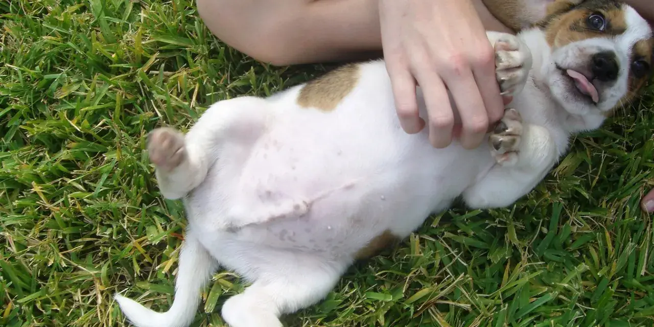 Un cachorro adorable con barriga hinchada juega en la hierba.
