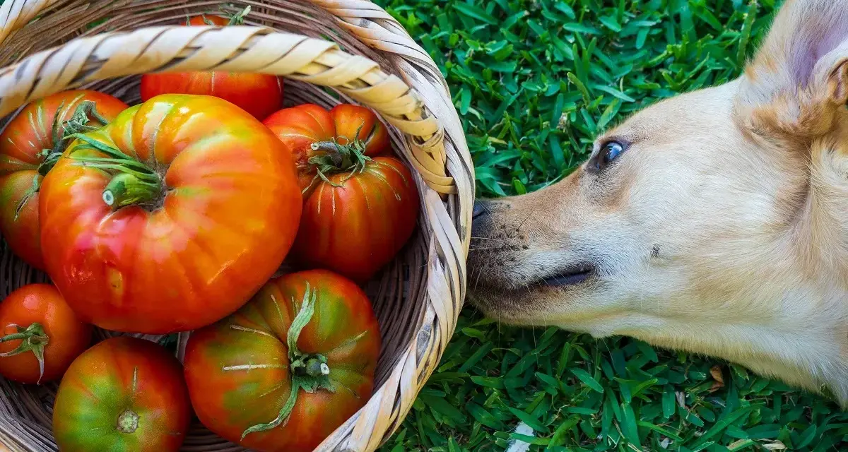 Un perro curioso olfatea una cesta llena de tomates rojos y verdes. ¿Sabías que los perros pueden comer tomate?