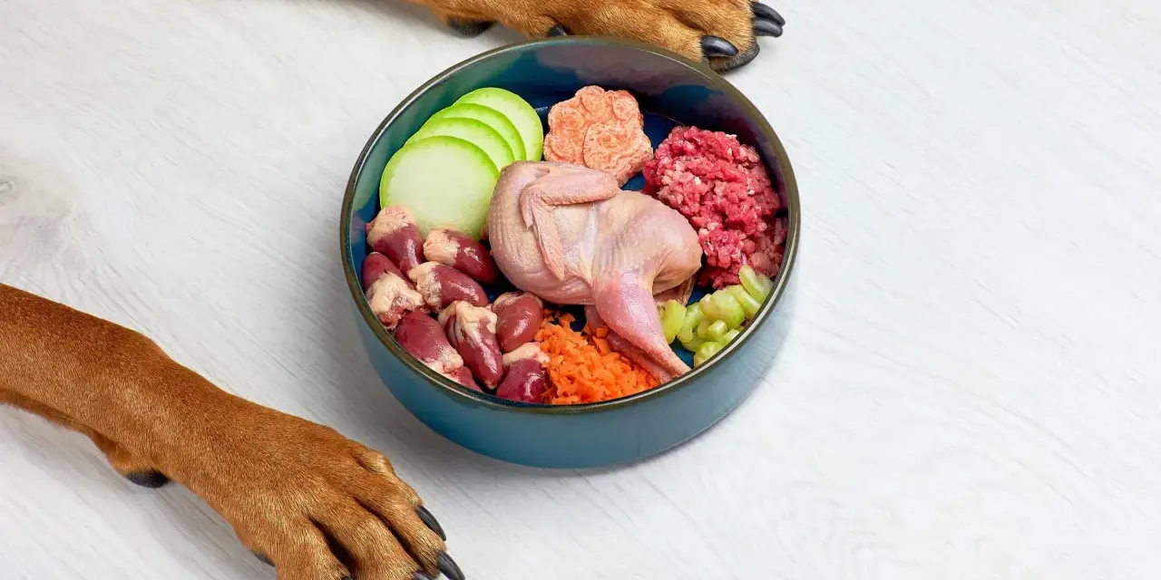 Un tazón azul con ingredientes para comida casera para perros: codorniz, corazones de pollo, carne picada, zanahoria, calabacín y apio. Patas de perro observan.