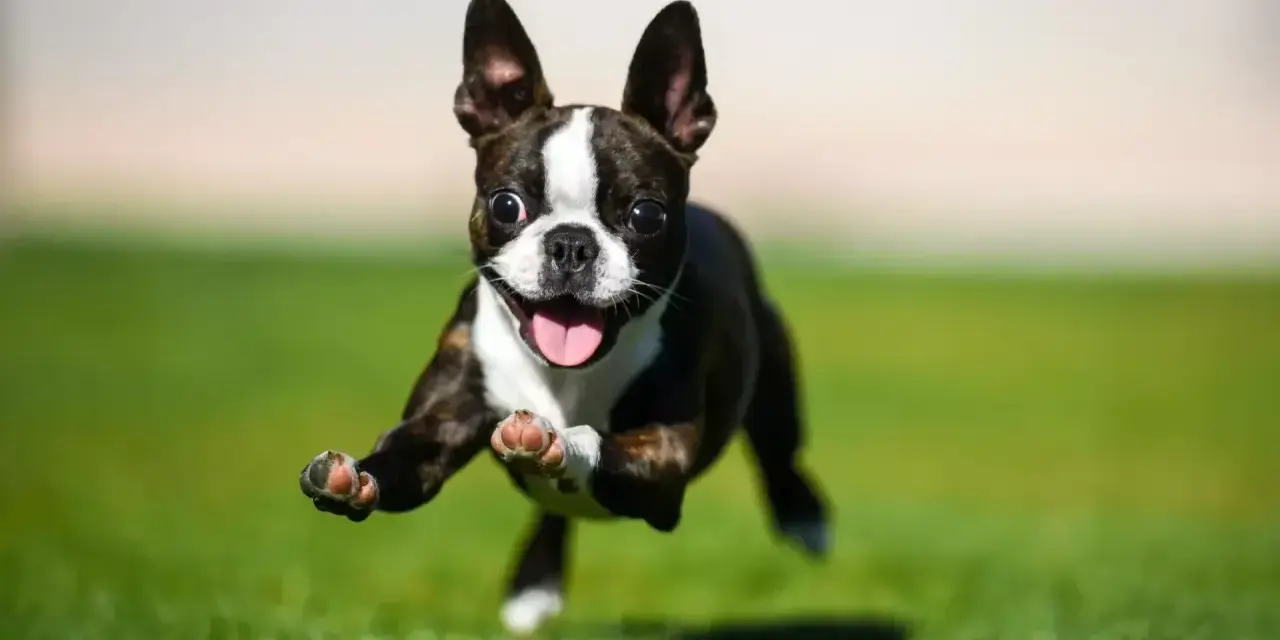 Un Boston Terrier con **zoomies** corre feliz por el césped, con las patas en el aire y la lengua fuera.