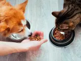Un perro y un gato comen de sus respectivos cuencos. El perro, de pelaje naranja y blanco, olisquea la mano de una persona que le ofrece comida. El gato, atigrado, se concentra en su cuenco.