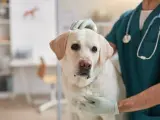 Veterinario examina a un perro con posible **albumina baja en perros**. El can, un labrador blanco, mira a la cámara con preocupación.