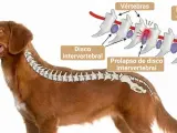 Ilustración de la columna vertebral de un perro, mostrando un disco intervertebral prolapsado. La imagen explica la causa de dolor y la posible decisión de sacrificar perro por hernia discal.