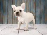 Un adorable cachorro de perros franceses, con sus grandes orejas, mira curioso al frente sobre un suelo de madera.