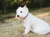 Un adorable perro blanco pequeño, con su lengua afuera, descansa en la hierba bajo el sol.