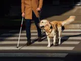 Un hombre con bastón blanco y un perro guía cruzan la calle. Los perros ciegos sufren, pero este perro ayuda a su dueño a navegar el mundo.