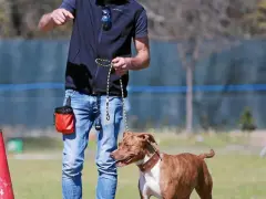 Un adiestrador de perros con una bolsa de premios naranja enseña a un pitbull marrón y blanco en un campo con conos.