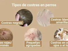 Ilustración muestra varios tipos de costras en perros, incluyendo negras, blancas/amarillas, rojas/marrones, pequeñas agrupadas y en orejas, ojos o lomo.