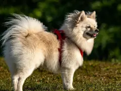 Un adorable spitz alemán de pelaje blanco y esponjoso, con un arnés rojo, disfruta del sol en un campo verde.