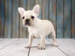 Un adorable cachorro de perros franceses, con sus grandes orejas, mira curioso al frente sobre un suelo de madera.