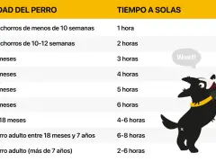 Tabla que indica el tiempo máximo recomendado para dejar al perro solo en casa según su edad. Un perro feliz es un perro bien cuidado.