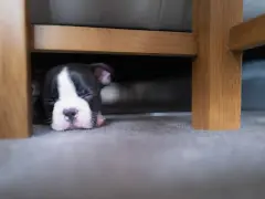 Un cachorro Boston Terrier duerme profundamente debajo de la cama. Quizás se esconde porque mi perro se esconde debajo de la cama.