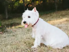 Un adorable perro blanco pequeño, con su lengua afuera, descansa en la hierba bajo el sol.