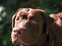 Primer plano de un labrador chocolate con ojos brillantes, preguntándose porque mi perro me mira cuando paseamos.