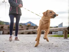 Un perro tira de la correa con entusiasmo, saltando en el aire mientras su dueño lo sujeta.
