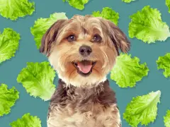 Un perro feliz rodeado de hojas de lechuga, demostrando que los perros pueden comer lechuga.