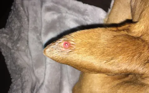 Primer plano de una oreja de perro con granos, mostrando una lesión roja e inflamada.