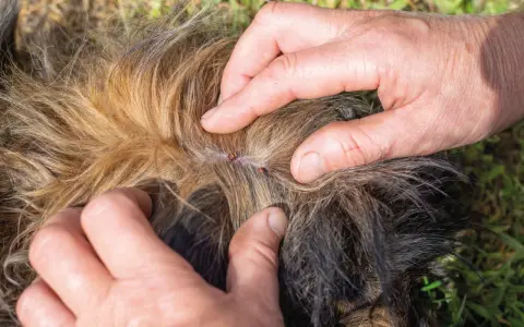 Manos separan el pelaje de un perro para mostrar garrapatas, buscando remedios caseros para pulgas en perros.