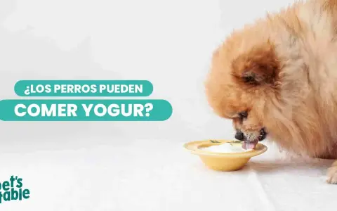 Un perro peludo disfruta de un tazón de yogur. ¿Los perros pueden comer yogur?