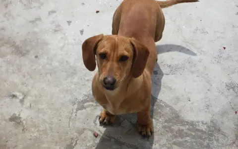 Teckel marrón de cuerpo largo y orejas caídas, observando atentamente. Su peso es ideal para su raza.