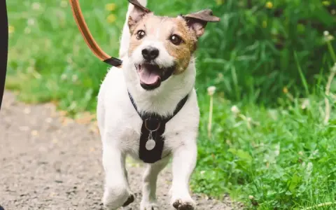 ¡Mi perro se vuelve loco cuando lo saco a pasear! Corre feliz por el sendero, con la lengua fuera y las orejas al viento.