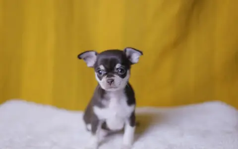 Un adorable cachorro de chihuahua, con su pelaje oscuro y blanco, mira atentamente. Existen varios chihuahua tipos, y este es uno de los más pequeños.