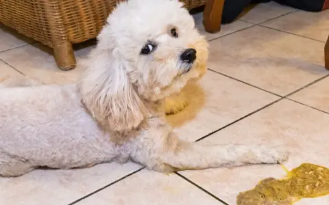 Un perro blanco mira con preocupación al lado de un vómito amarillo en el suelo.