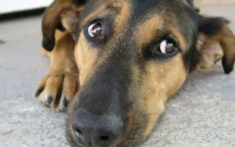 Un perro con grandes ojos de ballena mira con ternura.