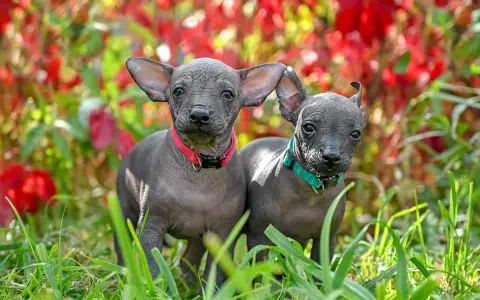 Dos cachorros de perro egipcio, con sus orejas grandes y piel gris, posan curiosos entre la hierba y flores rojas.