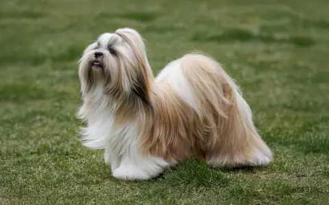 Un elegante lhasa apso con pelaje largo y sedoso, de pie sobre el césped verde, con la lengua ligeramente afuera.