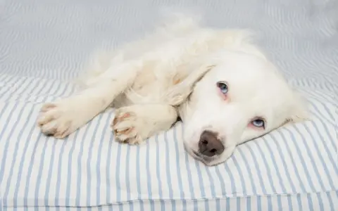 Perro blanco con ojos azules recostado en una cama a rayas. Si tu perro tiene dolor, consulta a tu veterinario sobre si se le puede dar Enantyum a un perro.