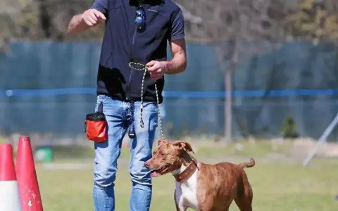 Un adiestrador de perros con una bolsa de premios naranja enseña a un pitbull marrón y blanco en un campo con conos.