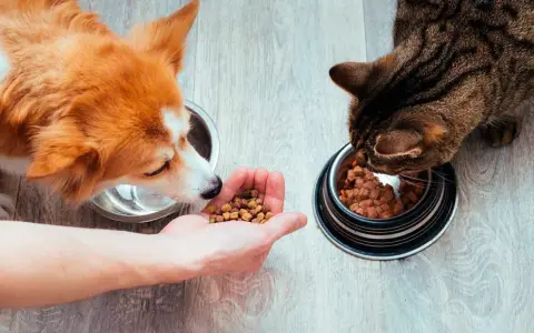 Un perro y un gato comen de sus respectivos cuencos. El perro, de pelaje naranja y blanco, olisquea la mano de una persona que le ofrece comida. El gato, atigrado, se concentra en su cuenco.