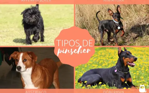 Cuatro tipos de pinscher miniatura: Affenpinscher, Pinscher Miniatura, Austríaco y Dóberman.