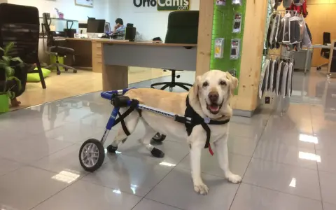 Labrador con carrito ortopédico, parece que mi perro se cae de repente, pero está bien.
