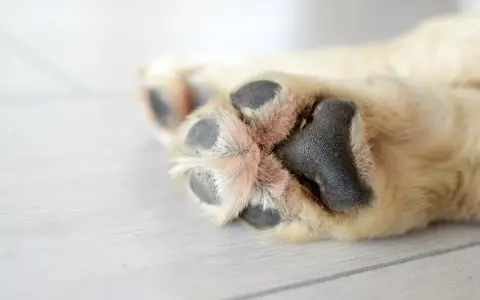 Almohadillas de perro con pelaje claro y almohadillas negras. Busca remedios caseros para hidratar las almohadillas de los perros.