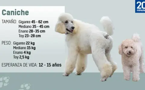Dos perros caniche, uno grande y blanco, y otro pequeño y beige, posan junto a información sobre su tamaño, peso y esperanza de vida.