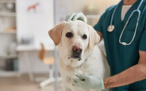 Veterinario examina a un perro con posible **albumina baja en perros**. El can, un labrador blanco, mira a la cámara con preocupación.